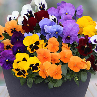 Pansy 'Colourburst'