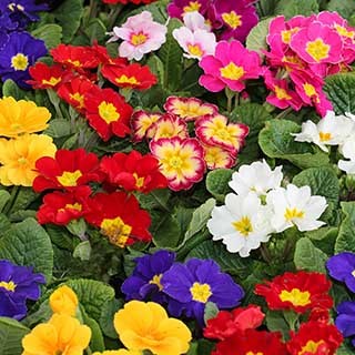 Primrose 'Rainbow'