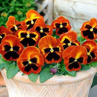 Pansy 'Solar Flare'