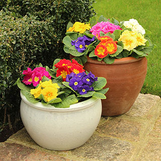 Primrose 'Rainbow'
