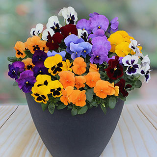 Pansy 'Colourburst'