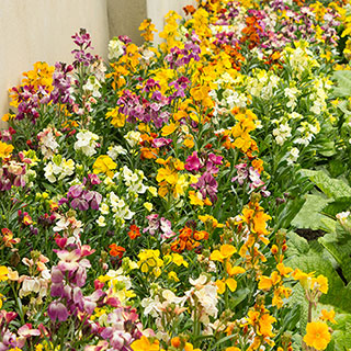 Wallflower 'Sugar Rush'