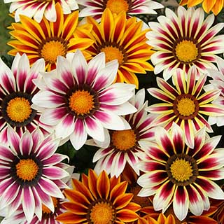 Gazania 'Firecracker' Mix
