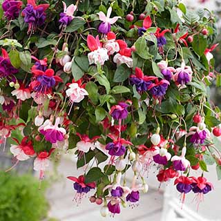 Fuchsia Trailing Collection