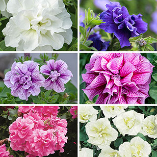 Tumbelina Petunia 'Most Fragrant Ever' Collection