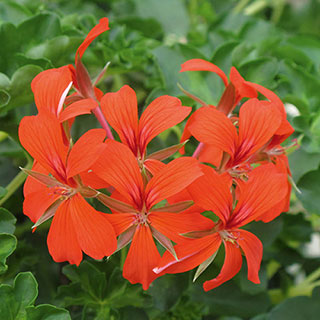 Geranium Decora Balcony Red