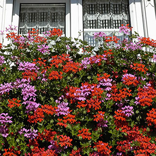 Trailing Balcony Geranium 'Decora' Collection