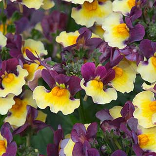 Nemesia Rhubarb and Custard