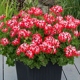Geranium 'Summer Twist' Red White