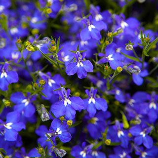 Lobelia Royal Blue