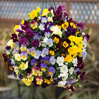 Trailing Hardy Pansy 'Fragrant Waterfall'