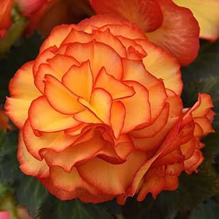 Begonia 'On Top Sun Glow' Plugs
