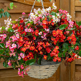 Begonia semperflorens 'Hula' Mixed