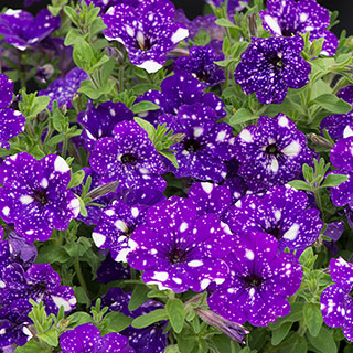 Petunia 'Night Sky'