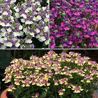 Nemesia 'Ladies' Collection