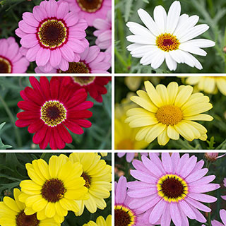 Marguerite 'Grandaisy' Collection