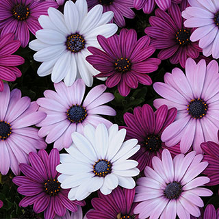 Osteospermum 'Akila Berries and Cream' Mix