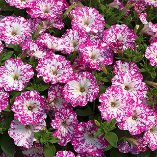 Petunia 'Pink Sky'