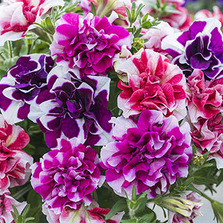 Tumbelina 'Ruffles' Collection