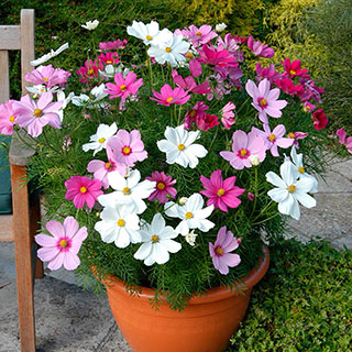 Cosmos 'Sonata' Mixed