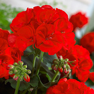 Upright Geranium 'Firecracker'