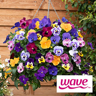 Pansy 'Top Wave'