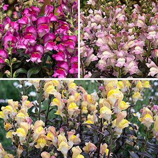 Antirrhinum 'Snap in Black' Mix