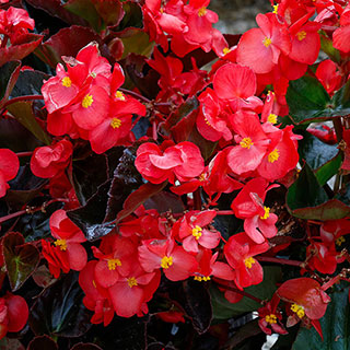 Begonia 'Megawatt Rose Bronze Leaf'