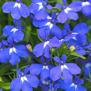 Lobelia 'Heatopia Blue Eyes'