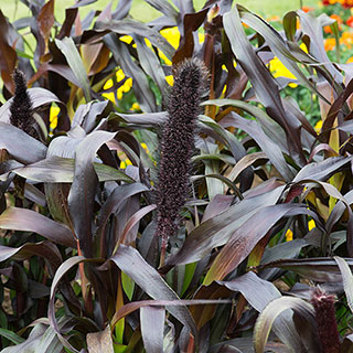 Ornamental Millet 'Purple Baron'