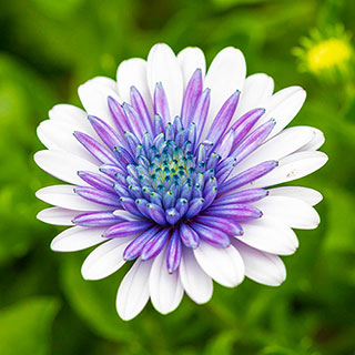 Osteospermum 3D 'Blue Steel'