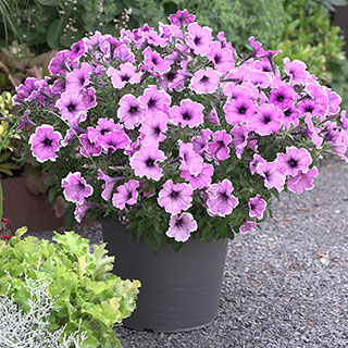 Petunia 'Famous Lavender Blush'