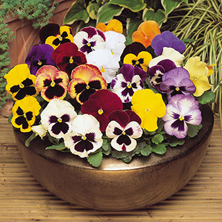 Pansy 'Matrix' Mix 10 x Garden Ready