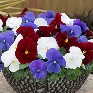 Pansy 'Matrix Britannia' Mix 10 x Garden Ready
