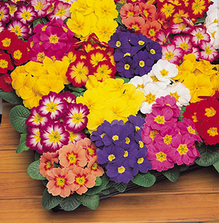 Primrose 'Bonelli' Mix