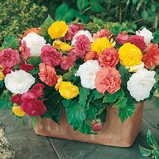 Begonia 'Non-Stop' Mix