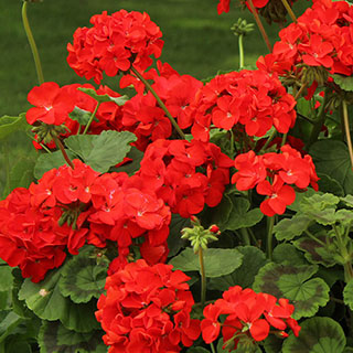 Geranium 'Fire Queen'