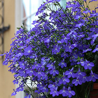 Lobelia 'Crystal Palace Blue'