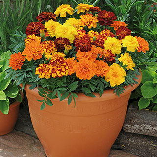 Marigold 'Durango' Mix
