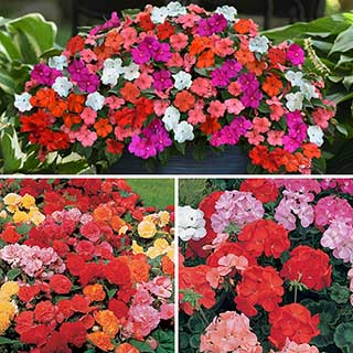 Nurseryman's Garden Ready Collection