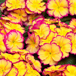 Primrose 'Scentsation Rhubarb & Custard'
