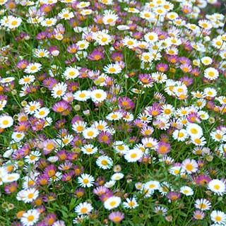 Erigeron Sea of Blossom