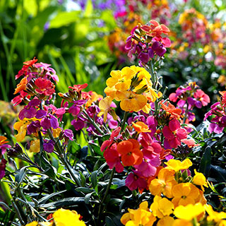 Wallflower 'Sunset Tutti Frutti' Mix