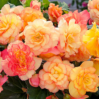 Begonia 'On Top Sunset Shades'