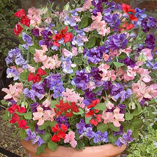 Fragrant 'Patio Perfect' Sweet Peas