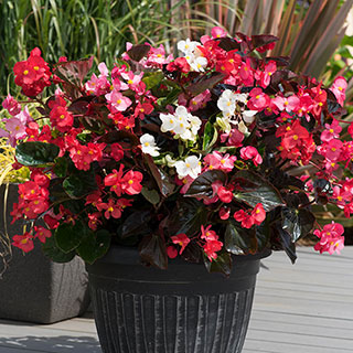 Begonia 'Big' Mix