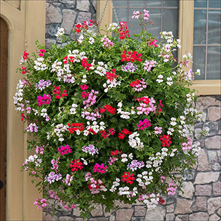 Geranium 'Reach-out' Mix