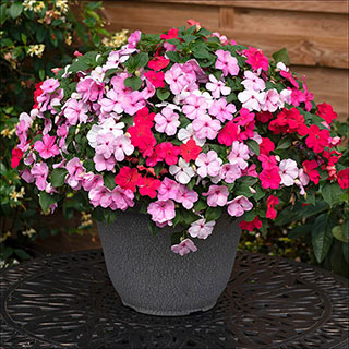 Busy Lizzie 'Beacon Raspberry Sundae'