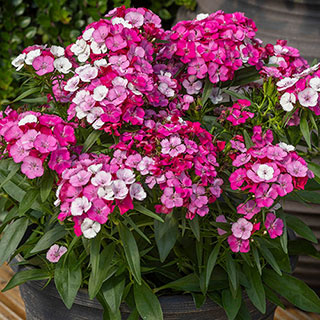 Sweet William 'Dart Pink Magician'