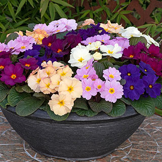 Primrose 'Obsidian Mixed'